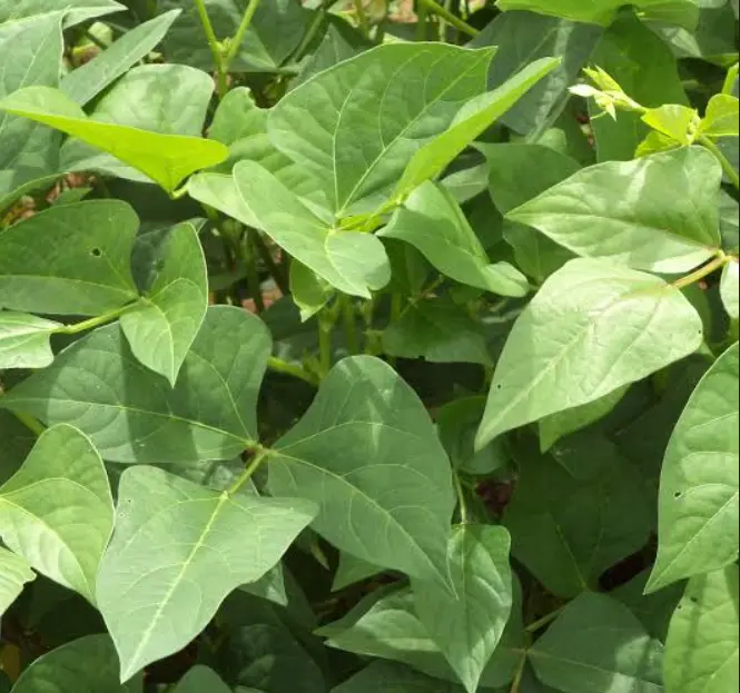 Cowpea leaves/Kunde - per bunch